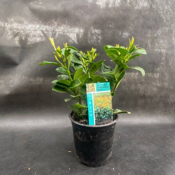 Vavrínovec lekársky (Prunus Laurocerasus) ´ETNA´ výška: 30-40 cm; kont. C2L (-23°C)